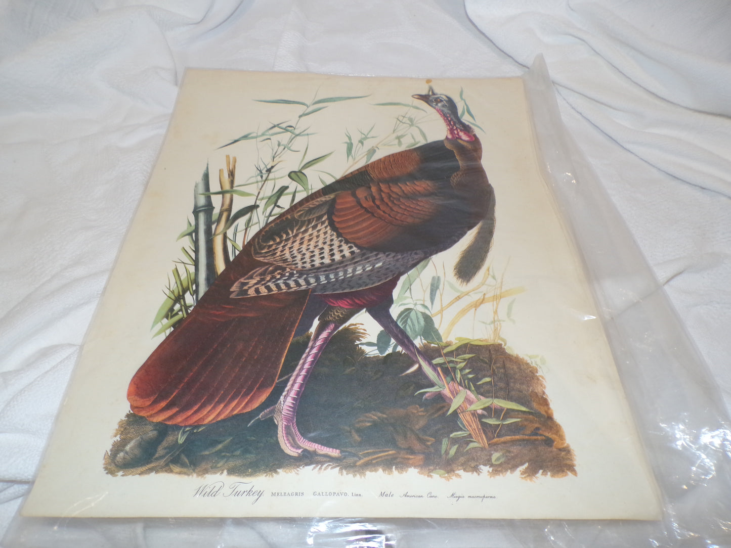 A range of plates from the Audubon Collection