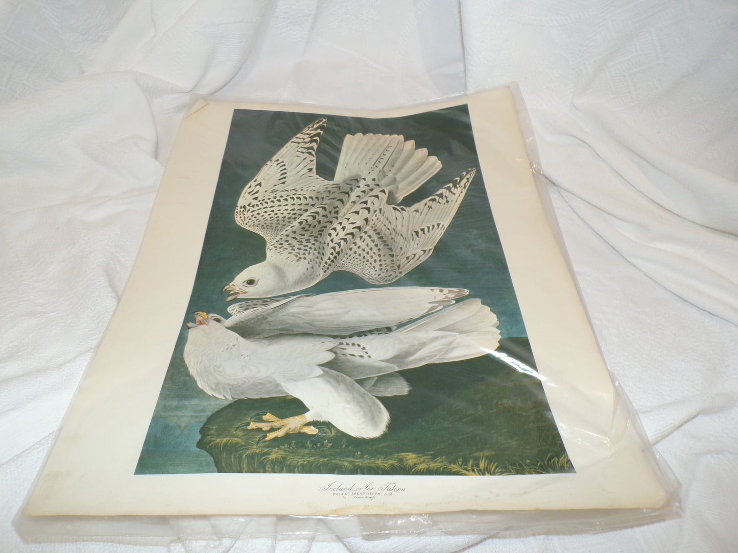 A range of plates from the Audubon Collection