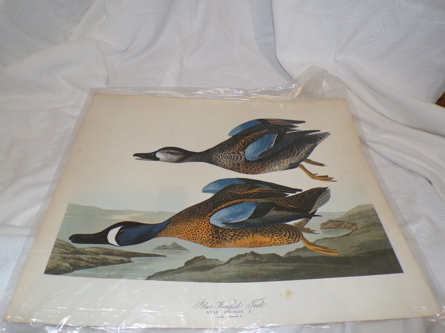 A range of plates from the Audubon Collection