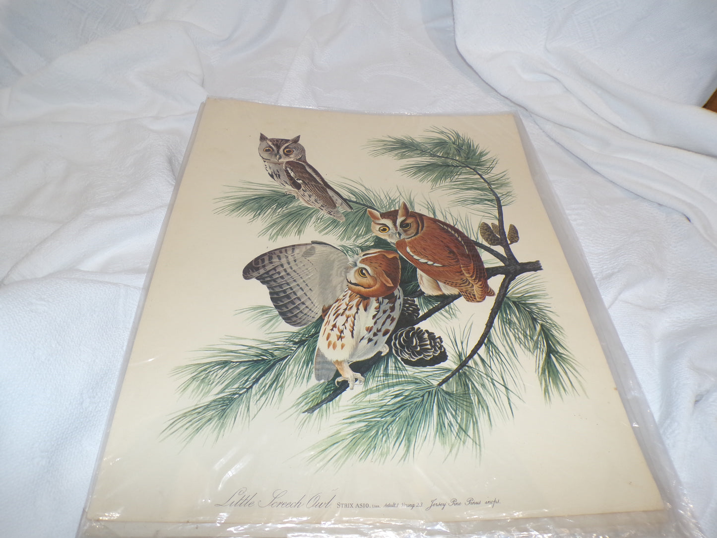 A range of plates from the Audubon Collection