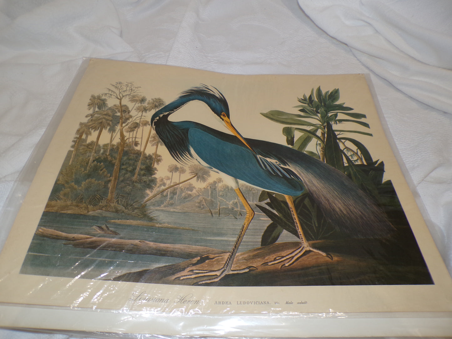 A range of plates from the Audubon Collection