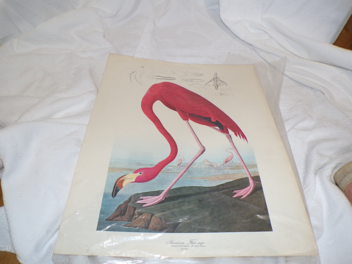 A range of plates from the Audubon Collection