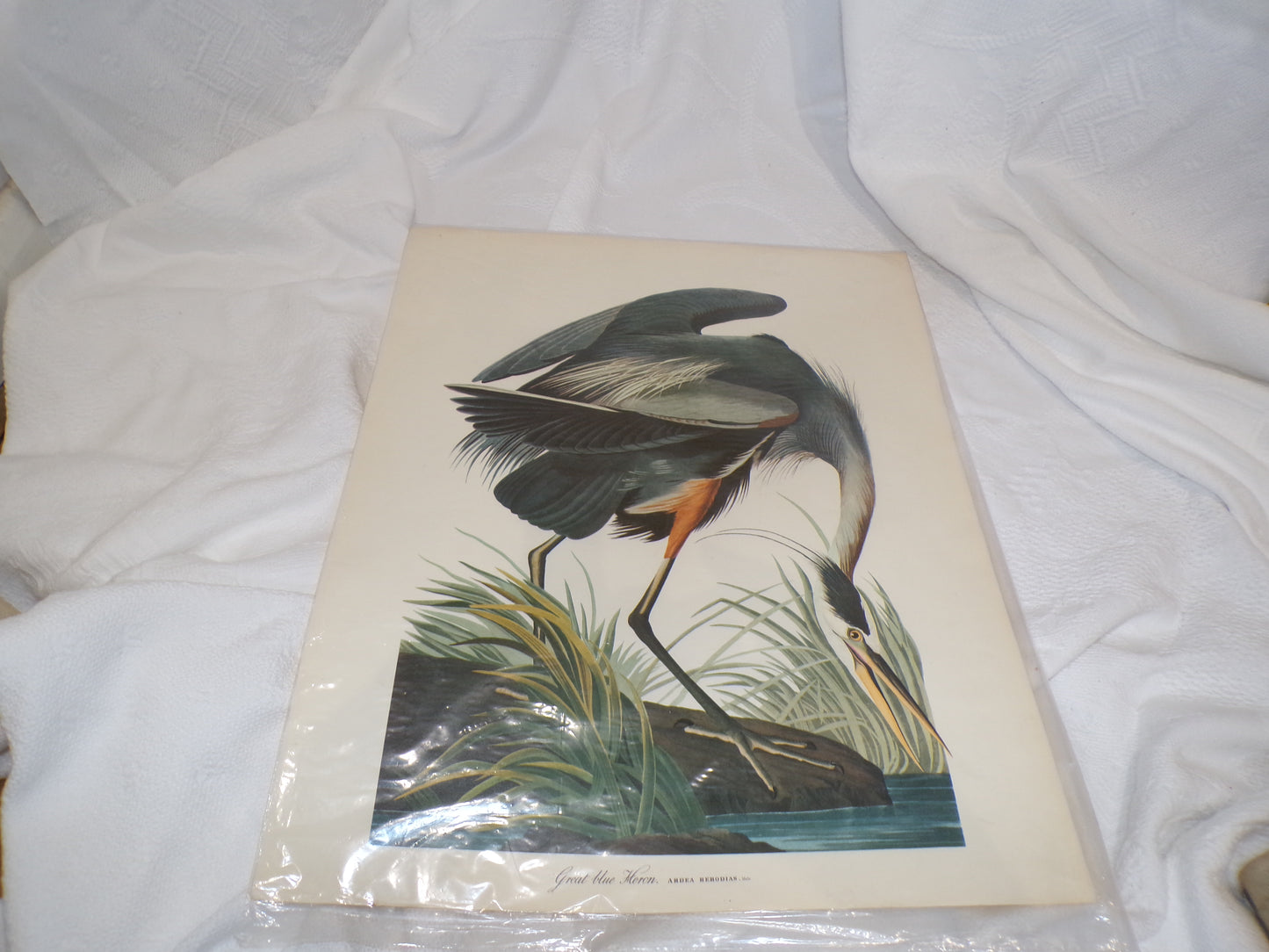 A range of plates from the Audubon Collection