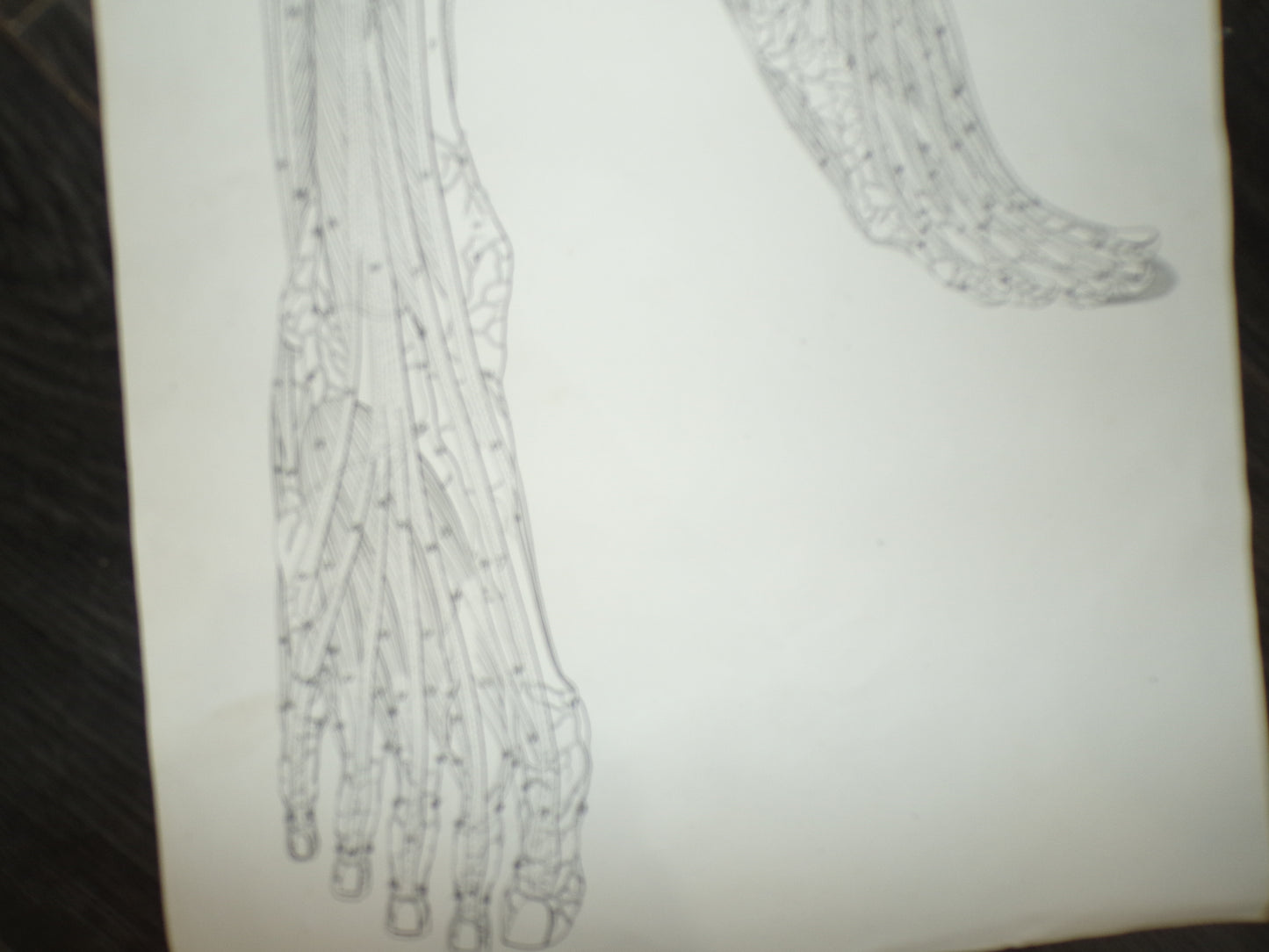 Antique anatomical poster of leg and feet