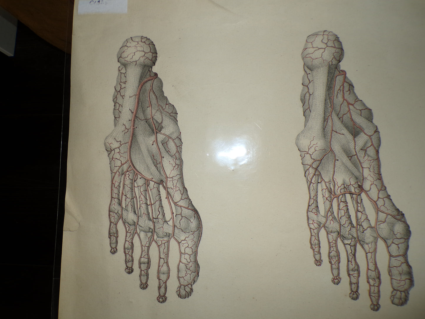 Anatomical Georgian poster of the feet